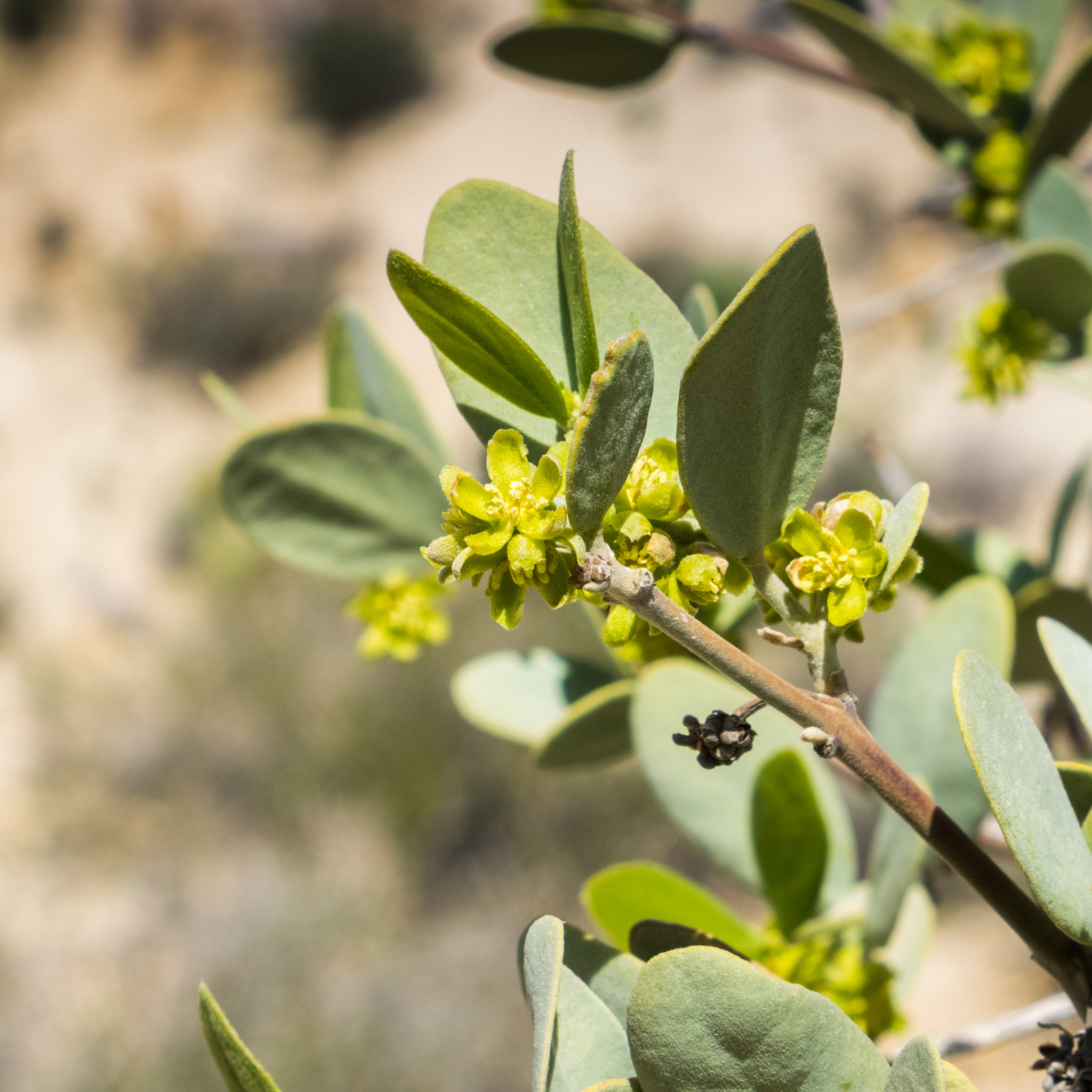 Ingredient Feature: Healing Jojoba | 4 Benefits of Jojoba Oil